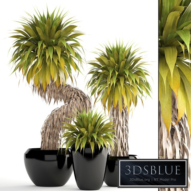 Collection of plants 151. Yucca Elata, bush, exotic, tropical, plants, flowerpot, pot