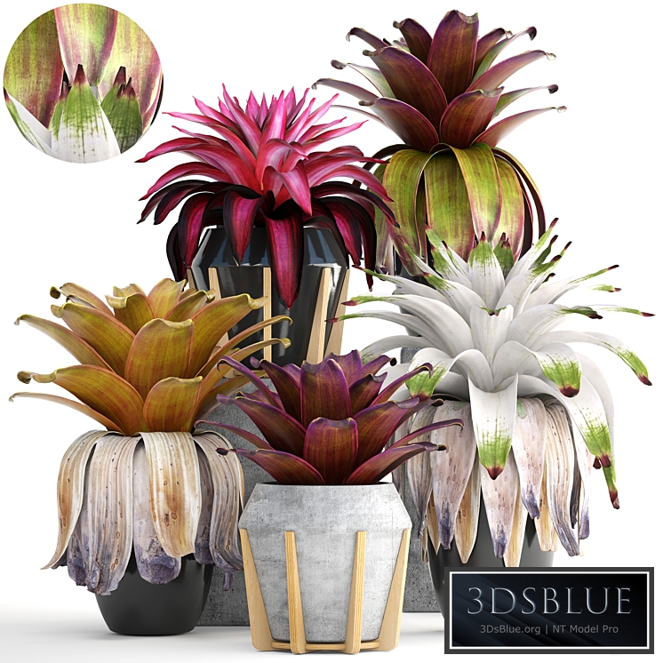 Collection of plants 153. Bromelia, Bush, Plants, Pot, Flowerpot, Bromeliad, Botanical, Garden, Decorative, Tropical