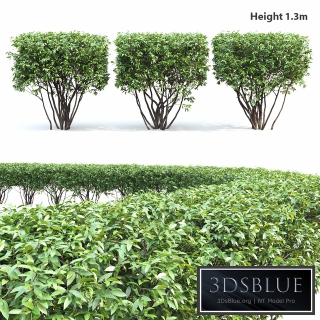 Birucina (Ligustrum) hedge №2