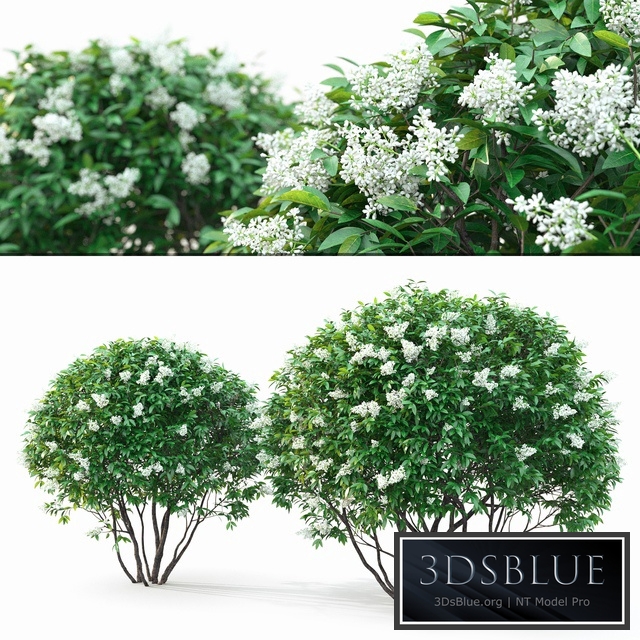 Ligustrum flowering