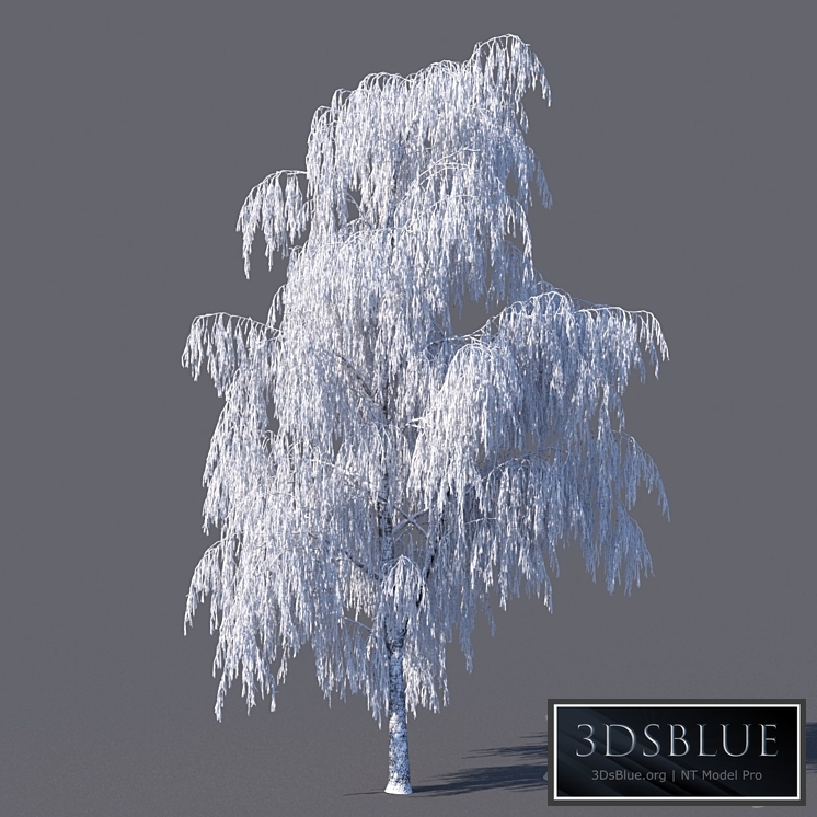 Winter birch (15 meters)
