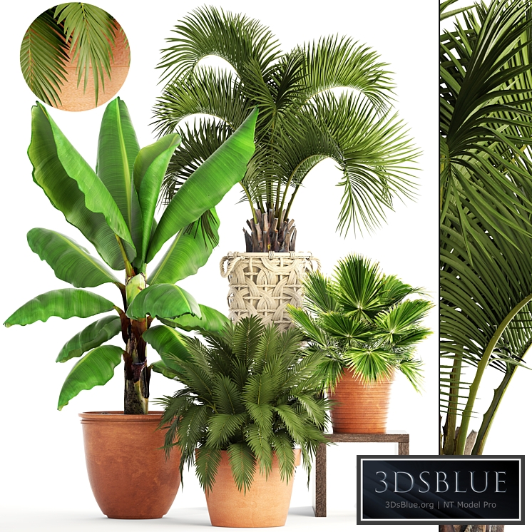 Collection of plants. Clay flowerpot, flower, pot, white basket, palm tree, banana, bush, fan, butia, brachea, outdoor, landscaping