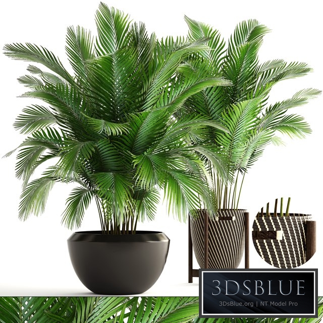 Collection of plants 164. Areca Palm, kentia, hoveya, areca, pot, bush, basket, flowerpot, interior, Howea