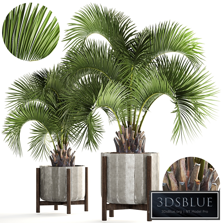 Collection of plants 165. Butia capitata, Butia, palm tree, concrete pot, flowerpot, indoor, interior, decorative, outdoor