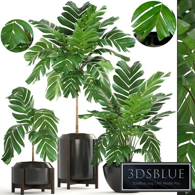 Collection of plants 167. Chamaedorea elegans, Chamaedorea graceful, bush, pot, flower, palm tree, flowerpot, interior