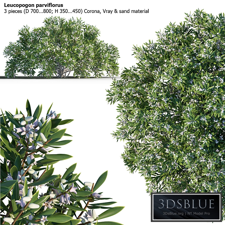 Leucopogon parviflorus, shrub