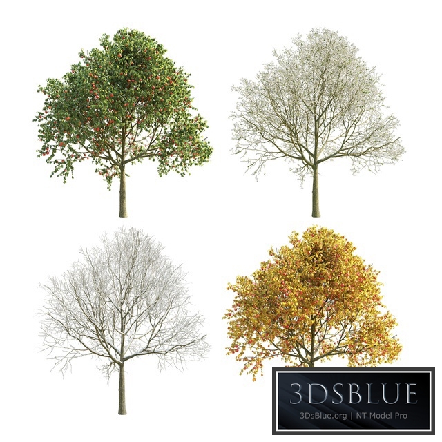 Apple Tree 5 Seasons