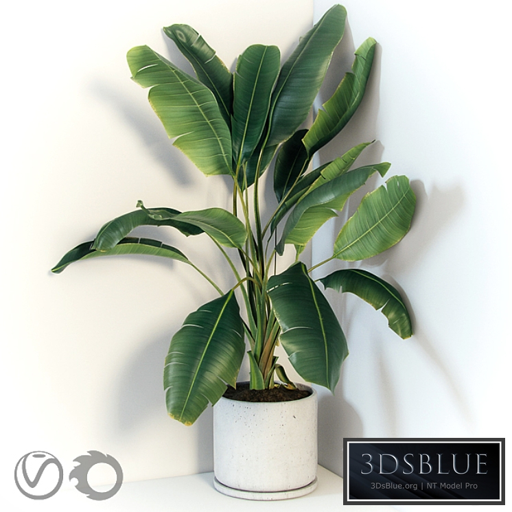 Plant Strelizia in a concrete pot