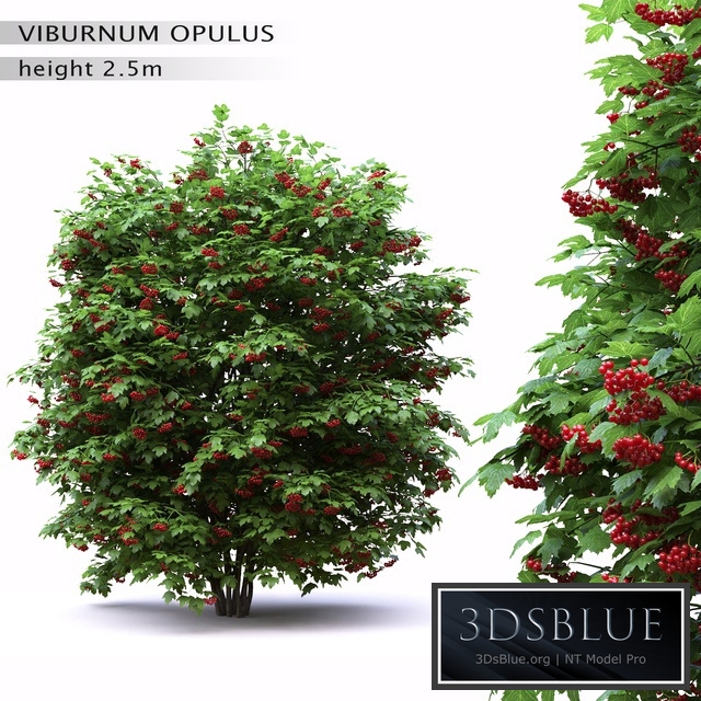 Red Wild Red Viburnum