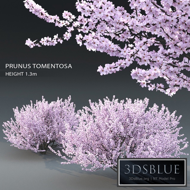 Prunus tomentosa (cherry)