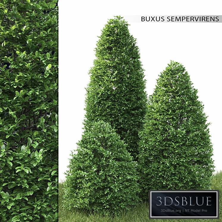 Buxus