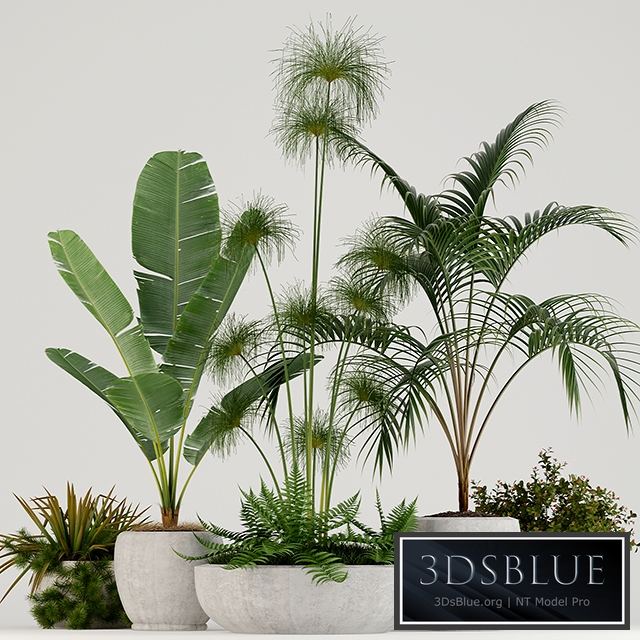 Plants collection 80