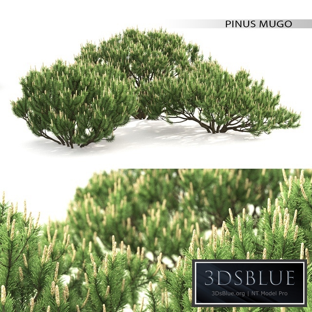 Mugo pine