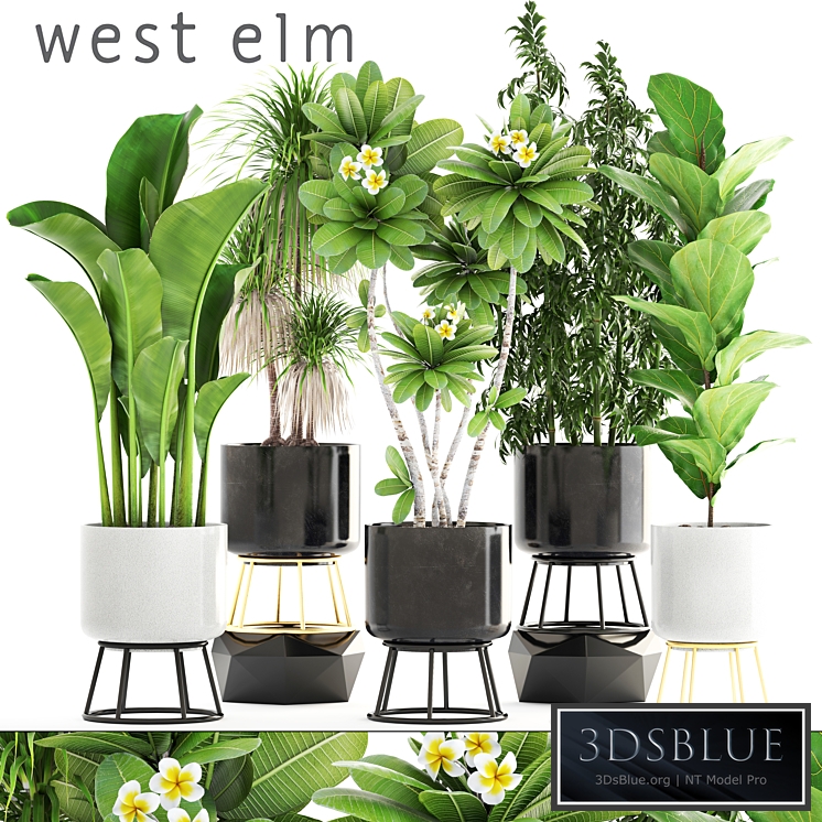 Collection of plants. flower, pot, bush, bamboo, dracaena, banana, ficus lyrata, plumeria, loft, interior, indoor