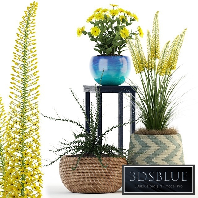 Plants collection 81