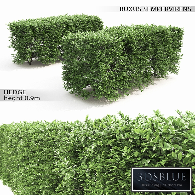 Buxus hedge