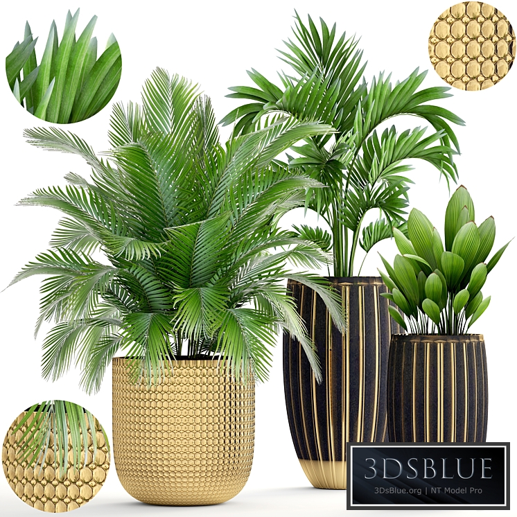 Collection of plants. luxury pot, flowerpot, gold, palm tree, decorative, interior, hovea, areca, luxury decor, landscaping, Howea forsteriana