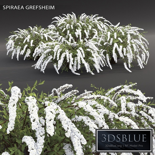 Spirea Grefsheim