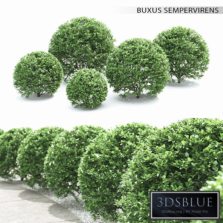 Buxus