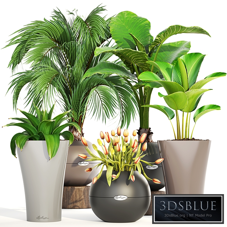 Collection of plants 191. decorative palm tree, alocasia, tulip, agave, pot, flower, calathea, round flowerpot