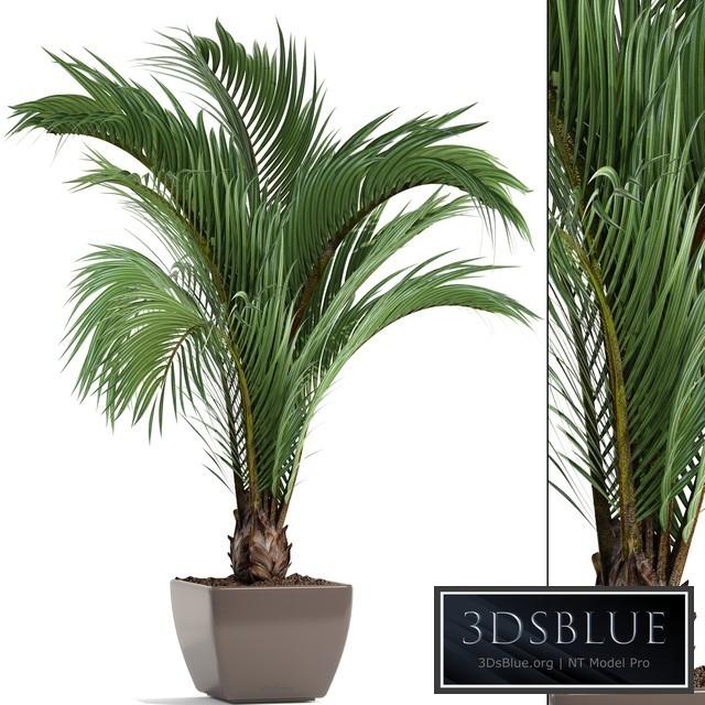 Hedyscepe canterburyana, Areca palm tree, decorative, interior, indoor, pot, flowerpot, flower, decor