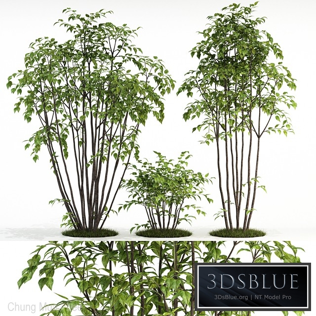 Plants collection 84