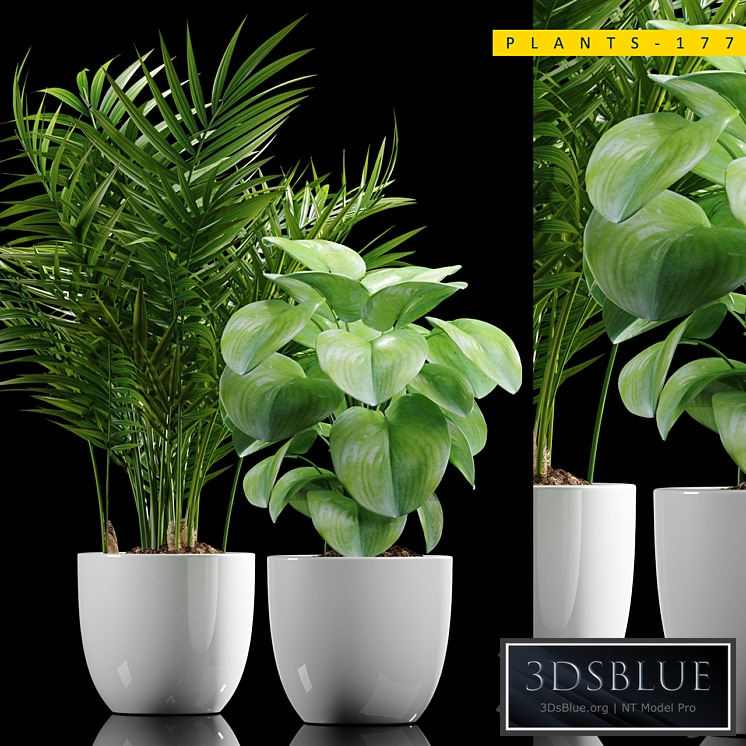 PLANTS 177