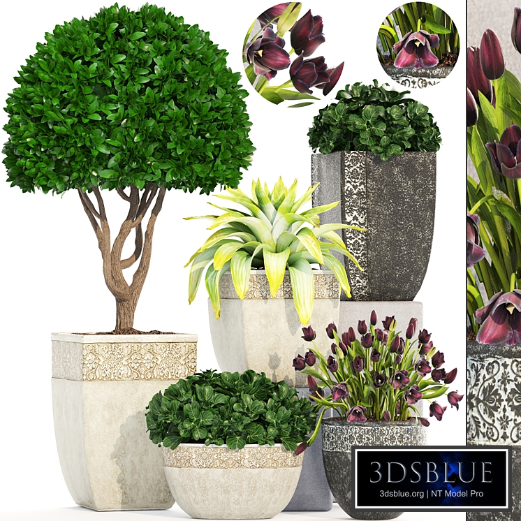 Collection of plants 193. Landscape design, outdoor pots, garden, flowers, topiary, boxwood, bushes, classic, tulips