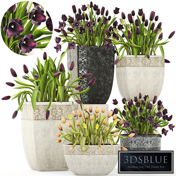 Collection of plants garden tulips 195. Flowers, pot, flowerpot, tulip, flowerbed, landscaping, garden