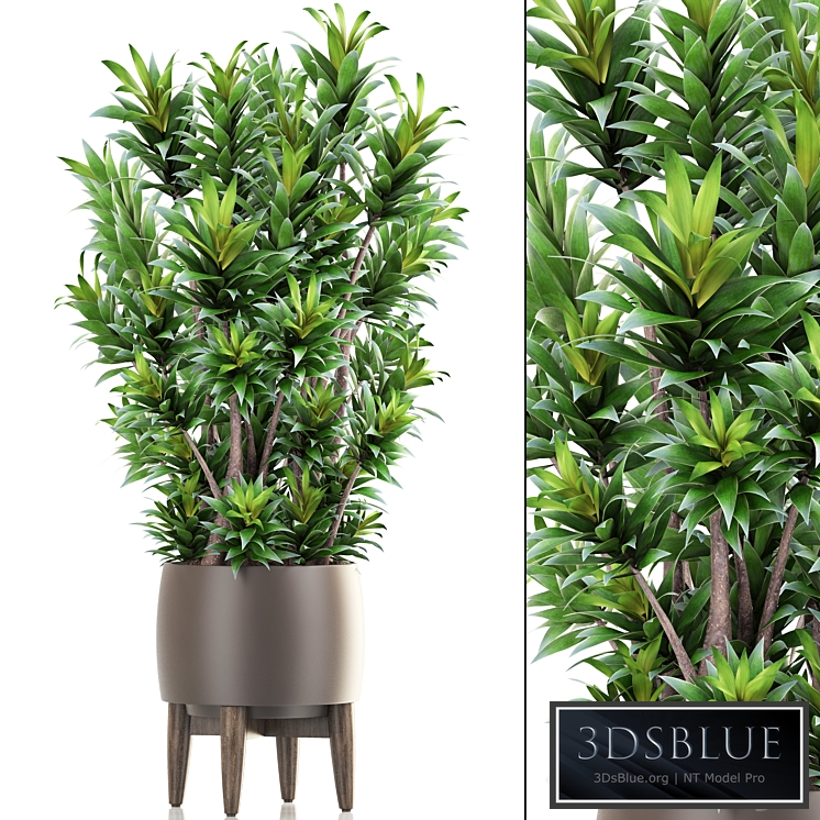 Dracaena 6. Dracaena, pot, flowerpot, bush, interior plant, indoor