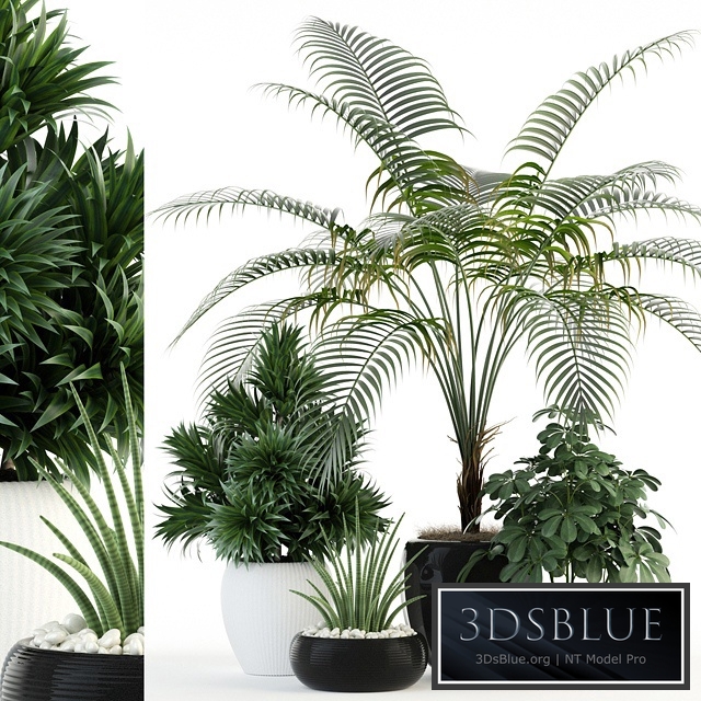 Plants collection 86