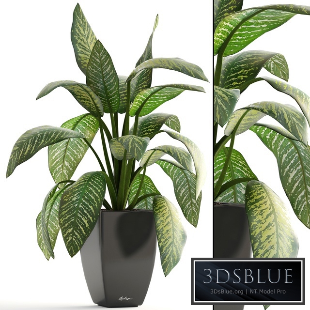 Dieffenbachia, pot, flowerpot, interior plant, bush