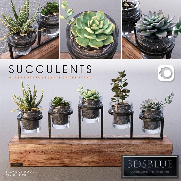 Succulents_set