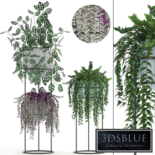 Collection of plants. Climbing plants, shelf with flowers, monstera, Tradescantia, indoor plants, stand