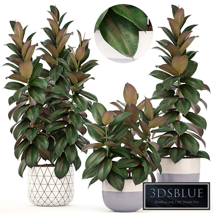 Collection of plants 204. Ficus robusta, tree, bush, interior, indoor plants, pot, flowerpot, Scandinavian style, ficus abidjan