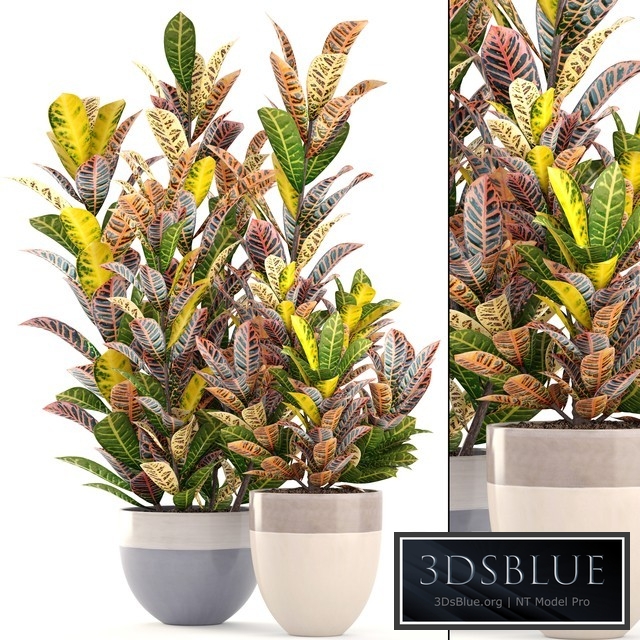 Collection of plants. Croton, Flowerpot, tree, bush, interior, indoor, decorative, exotic plants
