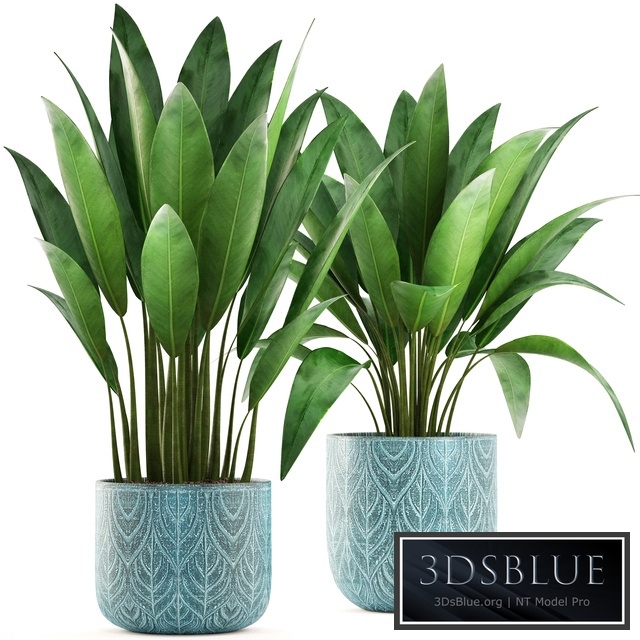 Strelitzia in a pot. Bush, flowerpot, pot, Scandinavian, banana, indoor, interior plants