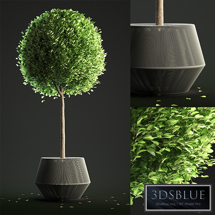 Buxus Sempervirens in Pot