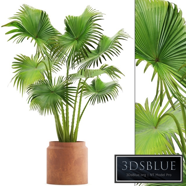 PalmPalm tree in a clay pot, pot, fan palm, indoor, interior