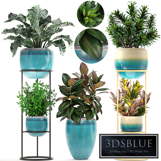 Collection of plants. Shelf with flowers, flower stand, pot, ficus, croton, alocasia, flowerpot, dracaena