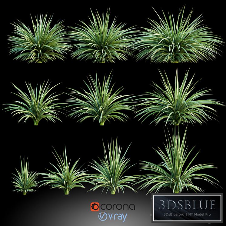 Plants for the exterior