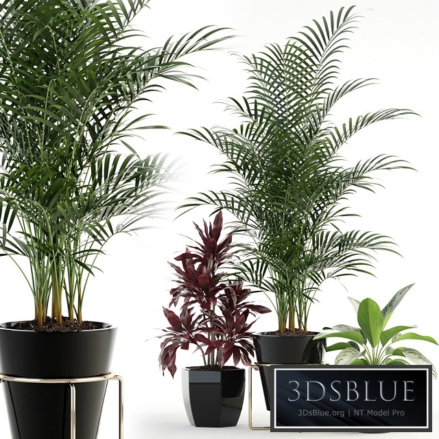 Plants collection 89