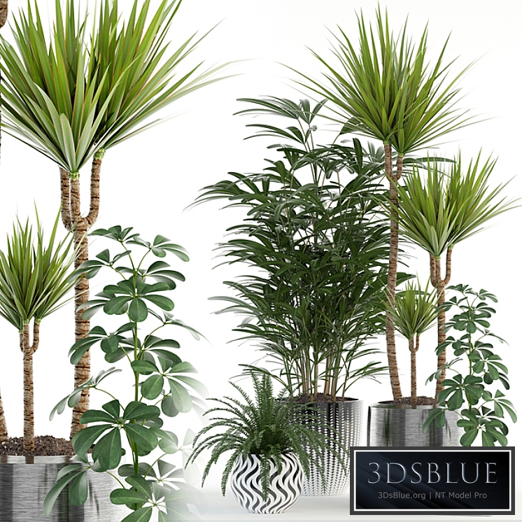 Plants collection 90