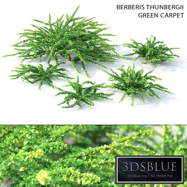 Barbaris Tunberga Green Carpet
