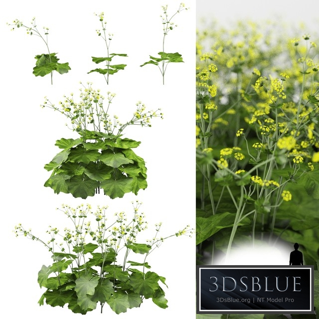 Soft bush cuff | Alchemilla mollis