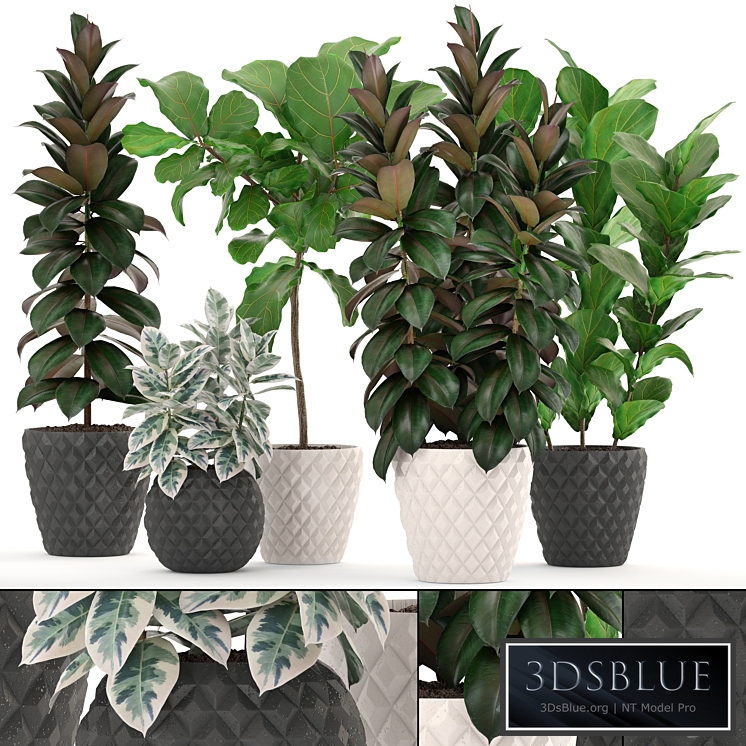 ficus collection 212. Ficus Lyrata, Robusta, tree, pot, flowerpot, concrete, indoor, ficus abidjan