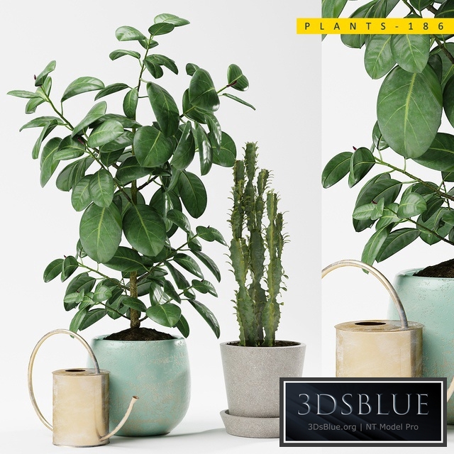 PLANTS 186