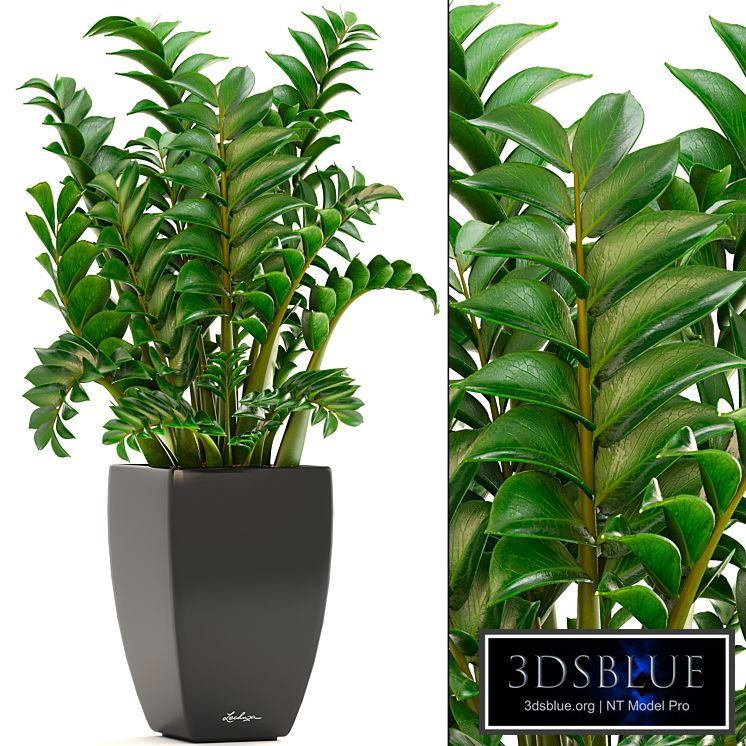 Zamioculcas 2. Zamioculcas, Flower, pot, bush, indoor plants, flowerpot