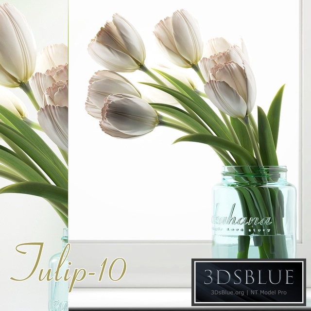 Tulip 10