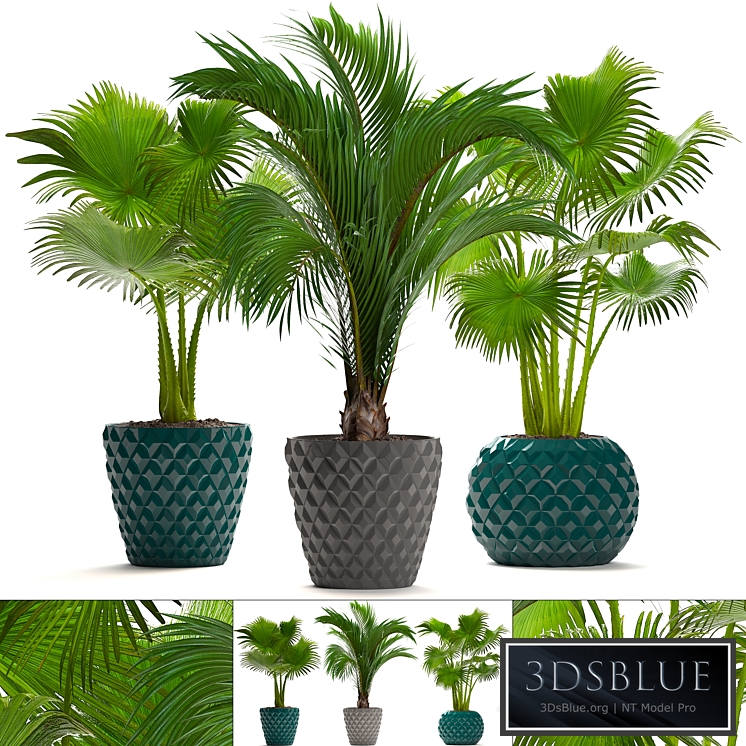 Collection of plants 214. Palm trees. Palm trees, fan, decorative, indoor, pot, flowerpot, concrete